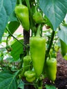 Sprout of the green pepper growing in a kitchen garden. Bulgarian pepper paprika. Green hot habanero chilli pepper Royalty Free Stock Photo