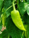 Sprout of the green pepper growing in a kitchen garden. Bulgarian pepper paprika. Green hot habanero chilli pepper Royalty Free Stock Photo