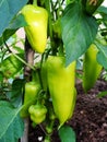 Sprout of the green pepper growing in a kitchen garden. Bulgarian pepper paprika. Green hot habanero chilli pepper Royalty Free Stock Photo