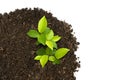 Sprout green plants growing on soil Royalty Free Stock Photo