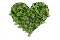 Sprout green plants a heart shape