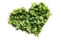 Sprout green plants heart