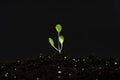 Sprout in the ground on a black background. the first leaves of the plant in the ground. macro photo. land with plant