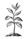 Sprout in ground sketch. Leafy plant or young tree growing from the soil isolated. Nature concept vector illustration