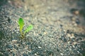 Sprout growing on asphalt Royalty Free Stock Photo