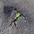 Green fresh sprout growing through the asphalt Royalty Free Stock Photo
