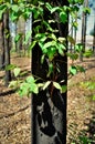 Sprout growing from the burnt trunk of Eucalyptus in the forest Royalty Free Stock Photo