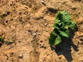 Sprout is growing through the dry sand, Sunny summer day and a green plant that casts a shadow.