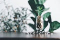 Sprout growing in glass jar on saving money concept, business saving money concept, business economy idea, selective focus. Royalty Free Stock Photo