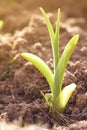 Sprout growing from ground in spring Royalty Free Stock Photo