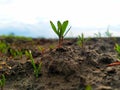 Sprout growing from ground in the warm spring. Begining of life. Nature photography. Seasonal specific. Sun, plants, ground. Green Royalty Free Stock Photo