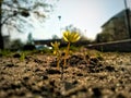 Sprout growing from ground in the warm spring. Begining of life. Nature photography. Seasonal specific. Sun, plants, ground. Green