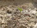 Sprout growing from ground in the warm spring