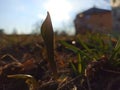 Sprout growing from ground in the warm spring Royalty Free Stock Photo