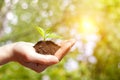 Sprout growing in the hand of businesswoman. Royalty Free Stock Photo