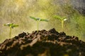 Sprout growing out from soil in the morning light with raining Royalty Free Stock Photo