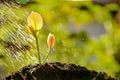 Sprout growing out from soil in the morning light with raining Royalty Free Stock Photo