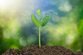 Sprout growing from soil on blurred green bokeh and sky background Royalty Free Stock Photo