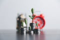 Sprout growing on stack coins in saving money concept, business saving money concept, business economy idea, selective focus. Royalty Free Stock Photo