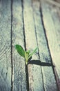 Sprout growing in wooden boards