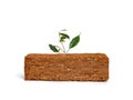 Sprout grows on coconut fiber. Compressed bale of ground coconut shell fibers coir, surface background