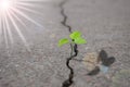 A sprout grows through a crack in the asphalt