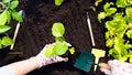 The sprout in the hands of the gardener is ready for transplanting. Planting eggplant seedlings in open ground. Planting vegetable Royalty Free Stock Photo