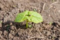 Sprout of kidney bean in vegetable garden