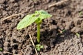 Sprout of kidney bean in vegetable garden