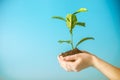 Sprout of new green tree in soil in human hands on blue background. Concept of environmental protection. Earth day Royalty Free Stock Photo