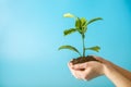 Sprout of new green tree in soil in human hands on blue background. Concept of environmental protection. Earth day Royalty Free Stock Photo