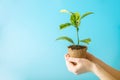 Sprout of new green tree in soil in human hands on blue background. Concept of environmental protection. Earth day Royalty Free Stock Photo