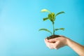 Sprout of new green tree in soil in human hands on blue background. Concept of environmental protection. Earth day Royalty Free Stock Photo