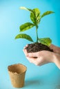 Sprout of new green tree in soil in human hands on blue background. Concept of environmental protection. Earth day Royalty Free Stock Photo