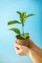 Sprout of new green tree in soil in human hands on blue background. Concept of environmental protection. Earth day Royalty Free Stock Photo