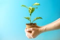 Sprout of new green tree in soil in human hands on blue background. Concept of environmental protection. Earth day Royalty Free Stock Photo