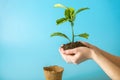 Sprout of new green tree in soil in human hands on blue background. Concept of environmental protection. Earth day Royalty Free Stock Photo