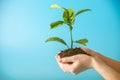 Sprout of new green tree in soil in human hands on blue background. Concept of environmental protection. Earth day Royalty Free Stock Photo