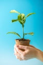 Sprout of new green tree in soil in human hands on blue background. Concept of environmental protection. Earth day Royalty Free Stock Photo