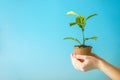 Sprout of new green tree in soil in human hands on blue background. Concept of environmental protection. Earth day Royalty Free Stock Photo