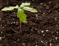 Sprout of oak from an acorn. Royalty Free Stock Photo