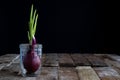 Sprout of onion in water Royalty Free Stock Photo