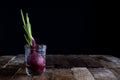 Sprout of onion in water Royalty Free Stock Photo