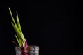 Sprout of onion in water Royalty Free Stock Photo