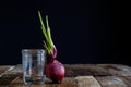 Sprout of onion in water Royalty Free Stock Photo