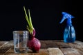 Sprout of onion in water Royalty Free Stock Photo