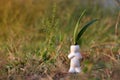 Sprout of orchid tree in the white ceramic human shape pot.