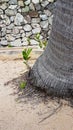 Sprout of palm tree with small palm root on sand Royalty Free Stock Photo