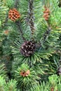 Sprout of a pine ordinary with a cone Pinus sylvestris L Royalty Free Stock Photo