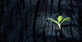 Sprout of a plant grows on a burnt tree trunk. concept of new life and hope Royalty Free Stock Photo